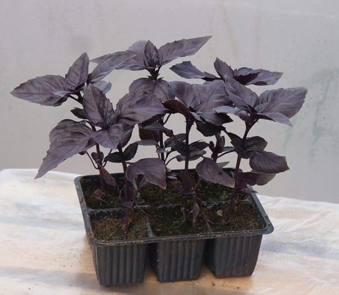 Seeds Indoor Purple Basil in Pot Heirloom Herb for Planting Non GMO