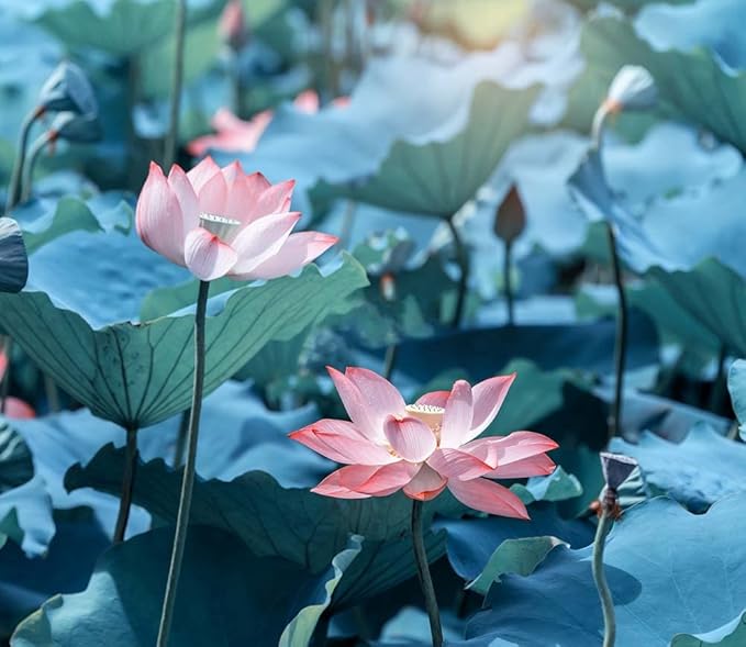 30PCS Bowl Lotus Seeds Bonsai Lotus Seeds for Planting Water Lily Flower Aquatic Plants Seed Pond Plants Non GMO Home Garden Plant Seed Flowering Aquatic Bonsai Plant (Nelumbo)
