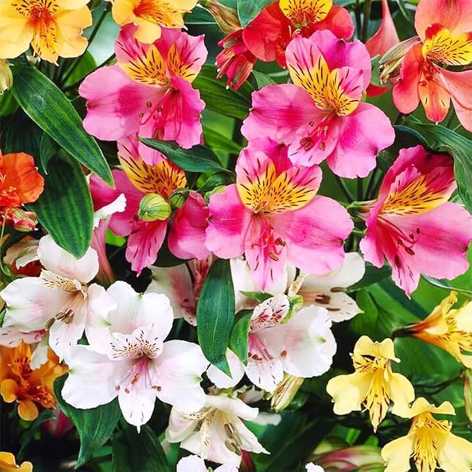 25+ Mixed Alstroemeria Seeds for Planting -Perennial Peruvian Llily Seed for Home Garden Garden