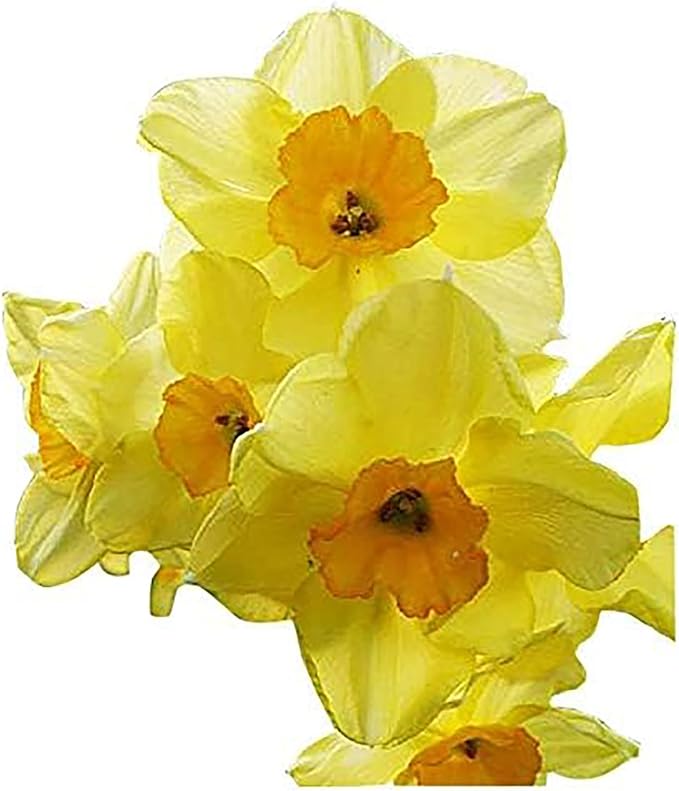 10 Jetfire Narcissus Bulbs - Top Size Daffodil Bulbs