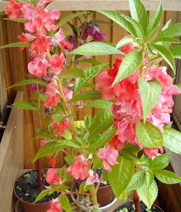 50+ Seeds Colorful Garden Balsam Impatient - Flower Mix