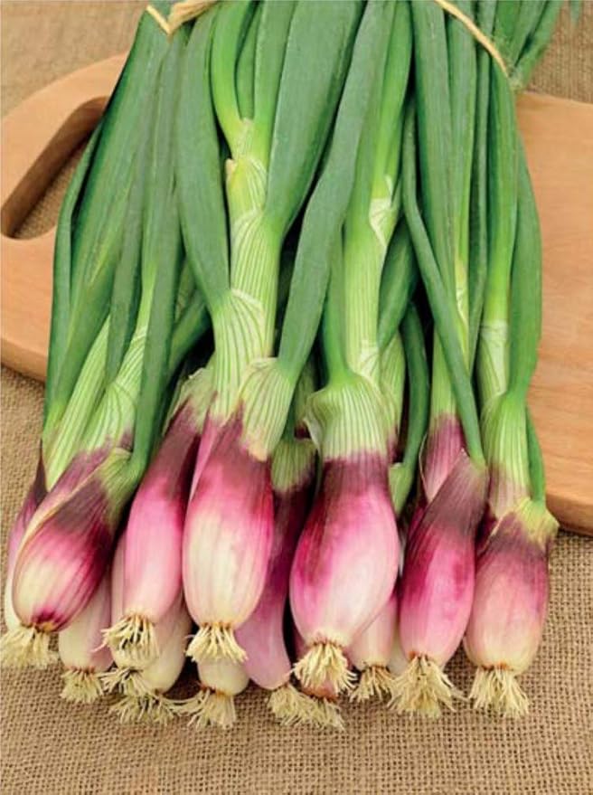 NIKA SEEDS - Seeds Vegetable Welsh Onion Red - 300 Seeds