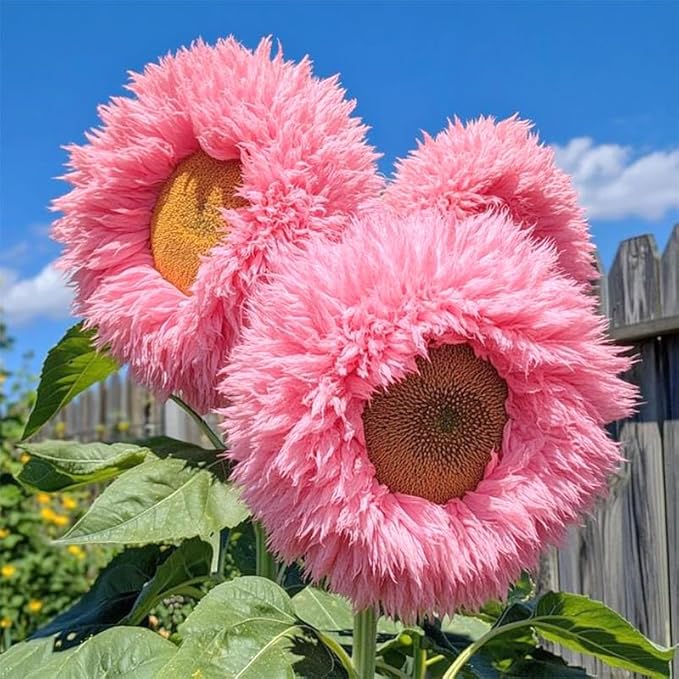 95+ Sunflower Seeds to Plant - Heirloom and Non-GMO Teddy Bear Sunflower Seeds for Planting - Blooms for Pollinator Support