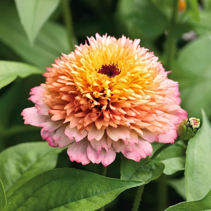 Eden Brothers Zinnia Seeds - Zinderella Pastels