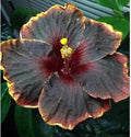 30PCS Rare Black Rainbow Hibiscus Seeds - Stunning Black Blooms for Colorful Gardens