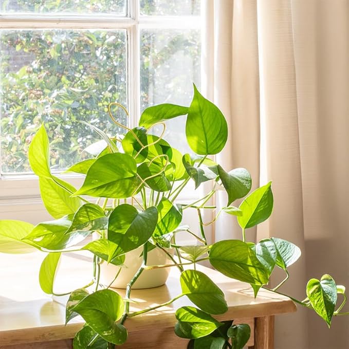 2 Pcs Metal Leaf Shape Garden Trellis for Climbing Plant, Potted Plants, Mini Plants, Indoor Plants Trellis, Home Plant Tool, Plant Lover Gifts Ideas for Garden Potted, Hoya, Pothos, Monstera(Gold)