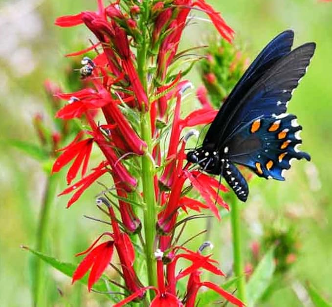 100PCS Cardinal Flower Seeds Red Lobelia Cardinalis Hummingbird Garden Plant Seeds