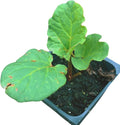 Organic Victoria Rhubarb Seeds (Rheum rhabarbarum) 100 Seeds (2.5 Grams) - Perennial Vegetable for Pies by Smoke Camp Crafts