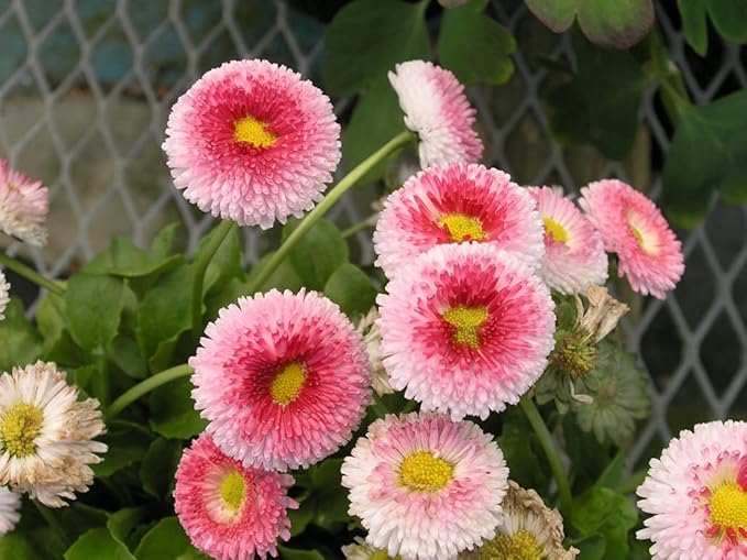 CEMEHA SEEDS - Seeds Aster Hi No Maru Annual Flowers for Planting