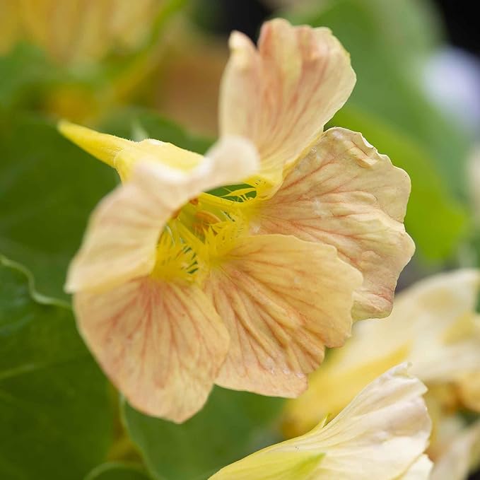 Eden Brothers Nasturtium Seeds - Tip Top Pink Blush