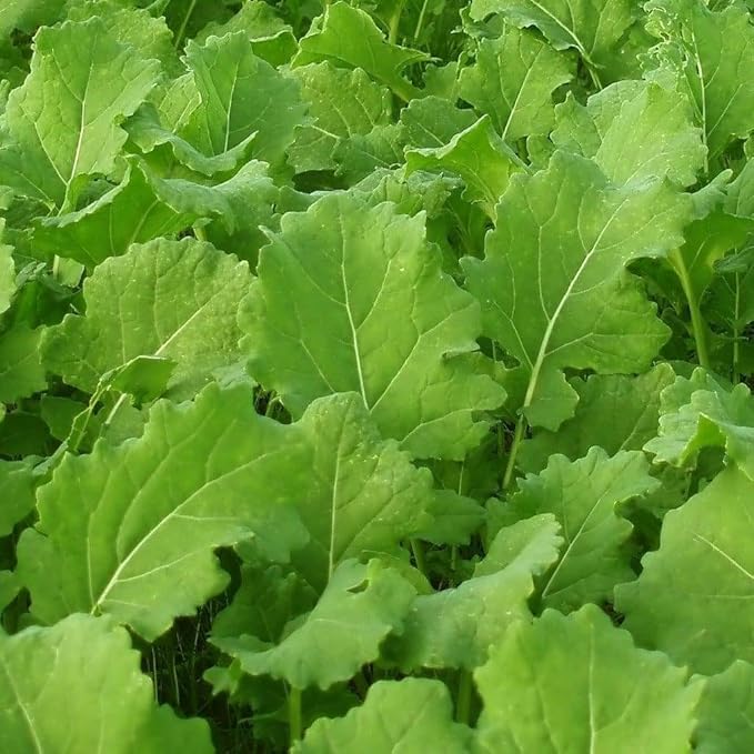 Seven Top Turnip Seeds, 100 Count COOL BEANS N SPROUTS Brand. Heirloom. Non-GMO. Home Gardening.