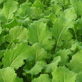 Seven Top Turnip Seeds,50 Count COOL BEANS N SPROUTS Brand. Heirloom. Non-GMO. Home Gardening.