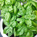 1000 Sweet Genovese Basil Seeds | for Planting Genoa Traditional Italian Herbs Pesto Oregano Heirloom Herb Seed