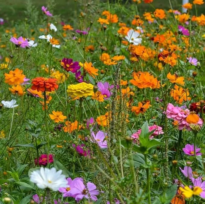 Mix Cosmos Bipinnatus Flower Seeds - Garden Cosmos Mexican Aster 11 Colors Non-GMO | Organic | Heirloom (10g)