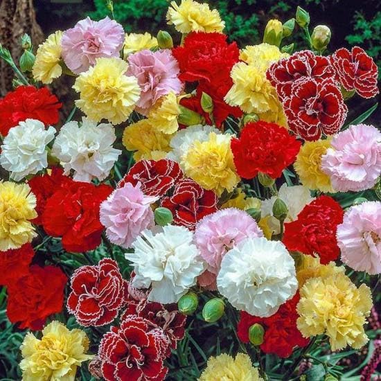 3000 Mixed Carnation Seeds – HOA Cẩm Chướng – Dianthus Caryophyllus – 99% Germination Rate – Beautiful for Yard & Garden Landscaping