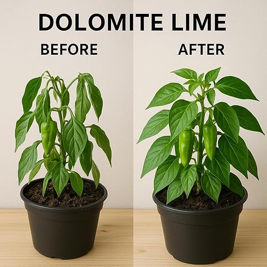 E & LAY PROFESSIONAL NUTRIENTS Dolomite Lime Powder (1LB)