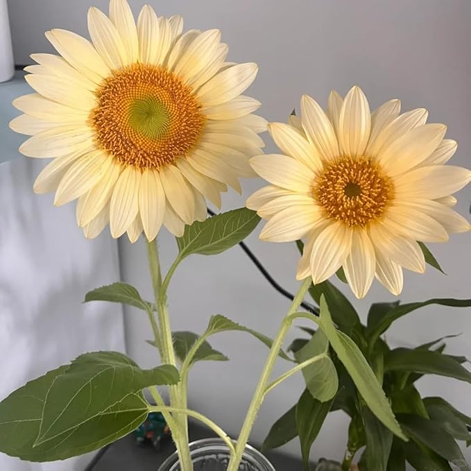 200+ Sunflower Flower Seeds for Planting, Mixed Color Sunflower Seed, Heirloom Non-GMO Perennial Rare Sunflower Flower Seeds for Garden Home