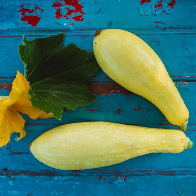Early Prolific Straightneck Summer Squash - 25 Seeds - Popular & Productive Heirloom Bush Squash, Non-GMO Heirloom Summer Squash Seeds for Planting in The Home Garden, Thresh Seed Company