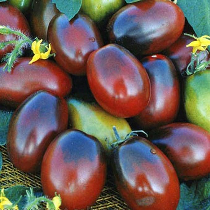 NIKA SEEDS - Seeds Vegetable Black De Barao Tomato - 40 Seeds