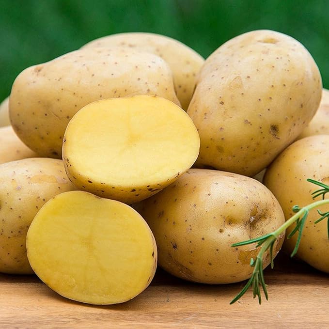 Gurney's Seed & Nursery Company Yukon Gold Seed Potato - Best Early Eating Potato on The Market - Includes one 2-lb Bag - Can't Ship to States of ID, ME, MT, or NE