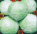 Cabbage Late Flat Dutch Great Heirloom Vegetable by Seed Kingdom Bulk 1 Lb Seeds