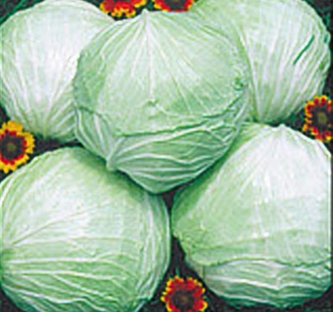 Cabbage Late Flat Dutch Great Heirloom Vegetable by Seed Kingdom 350 Seeds