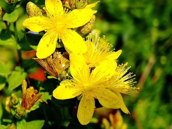 CEMEHA SEEDS - Seeds St. John's Wort Perennial Non GMO Herbs for Planting