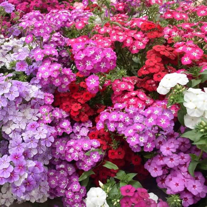 1000+ Phlox Seeds for Planting - Perennial Creeping Ground Cover Plants - Ornamental Flower Seeds for Home & Garden, Potted Planting, Easy to Grow with Long Blooming Period