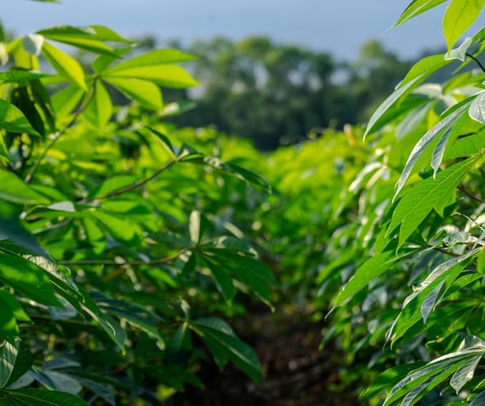 4 Yuca Cassava Manihot Sweet Cuttings, 6 to 8 Inches Cassava for Planting, Cassava Root Plant, Cassava Root for Planting