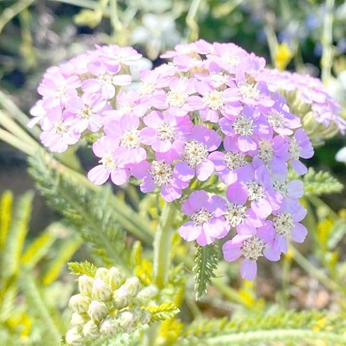Colorful Yarrow Seeds for Planting, 1000+pcs Rare Perennial Achillea Yarrow Flower Seeds Non-GMO Heirloom Herbs Plants, Open Pollinated Beauty Home Garden for Outdoors