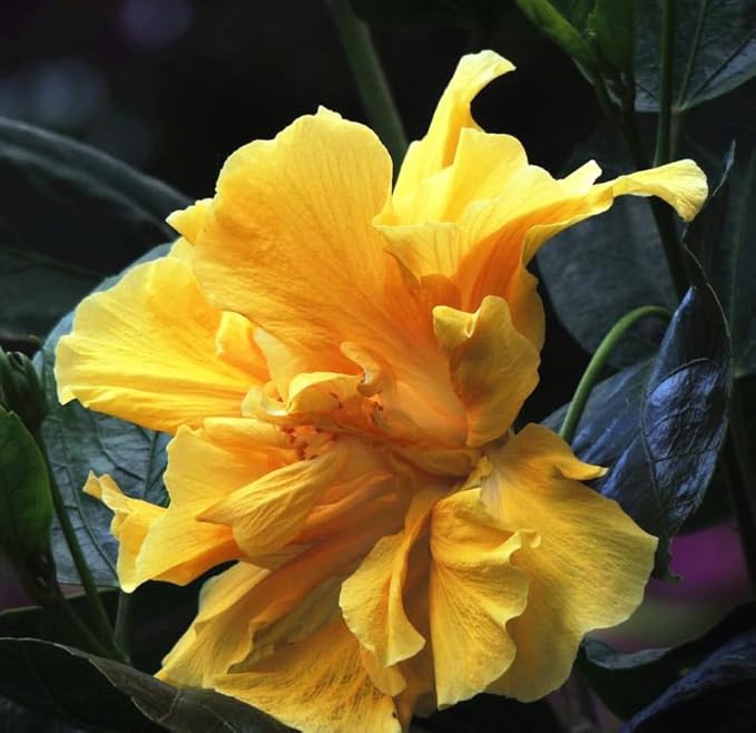 Multicolor Hibiscus Seeds Perennials Rare Non-GMO Heirloom Variety for Your Garden Rose of Sharon Syriacus Hibisceae Beautiful 50pcs
