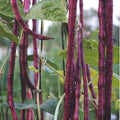 60 Purple Mart Yard Long Bean Seeds | Asparagus, Beans, Chinese, Dark Red Brown Beans Pink Pole Asian Vegetable Seed