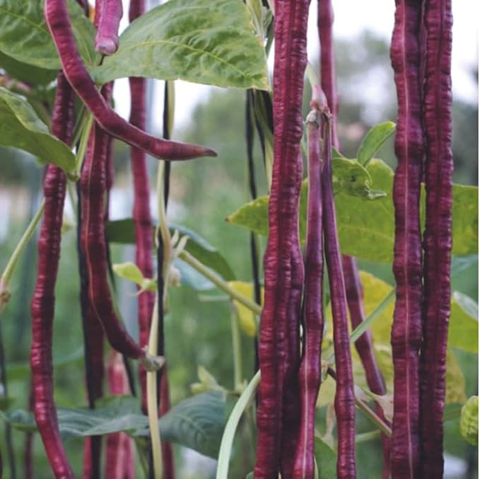 60 Purple Mart Yard Long Bean Seeds | Asparagus, Beans, Chinese, Dark Red Brown Beans Pink Pole Asian Vegetable Seed
