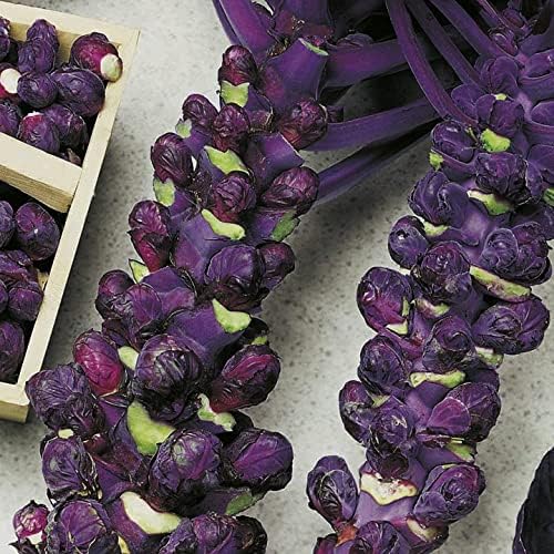 CEMEHA SEEDS - Seeds Purple Brussels Sprouts Long Island Cabbage Non GMO Vegetable for Planting