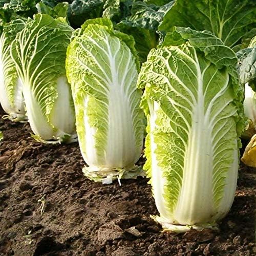 300+ Seeds Napa Peking Cabbage Michelle - Vegetable Green