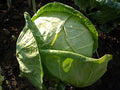Cabbage Charleston Wakefield Garden Heirloom Vegetable Bulk 20,000 Seeds