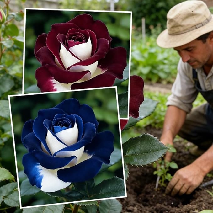 45+ Mixed Color Rose Flower Seeds for Planting, Perennial Bloom,Fragrant Garden Decor