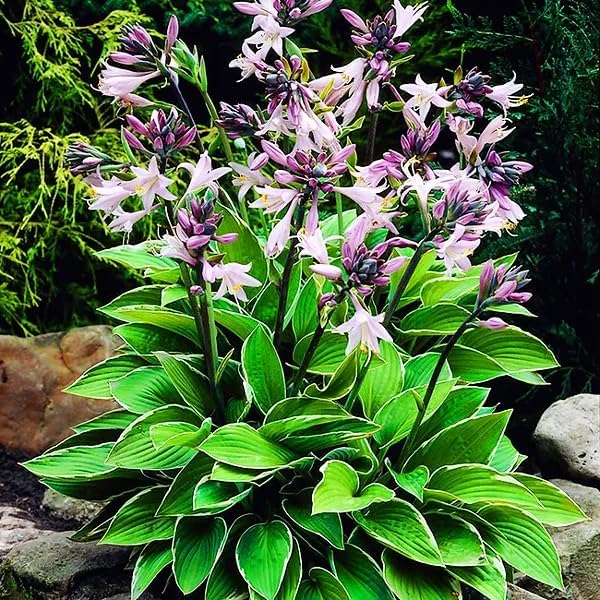 330+ USA Premium Seeds Perennial Hosta Flower Seed for Planting Outdoors-Elegant Blooms for Your Garden Garden Home