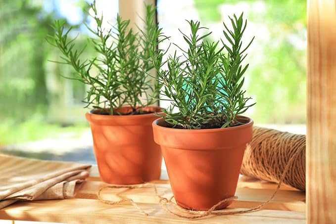Seeds4planting - Seeds Rosemary for Planting Non GMO Heirloom