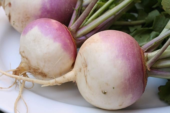 Turnip Purple Top Deer Food Plot by Seed Kingdom Bulk 3 Lb Seeds