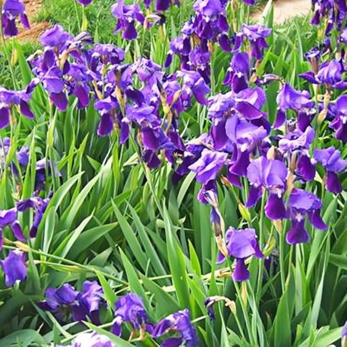 199pcs Iris Flower Seeds to Plant Outdoor - Perennial Beautiful Blooms for Your Garden Home, Spring & Summer Flowers, Easy Growing