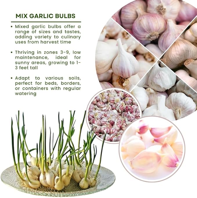 1 Pound Random Hardneck Garlic Bulbs for Planting, Fresh High-Yield Hardy Garlic for Garden or Container Growing