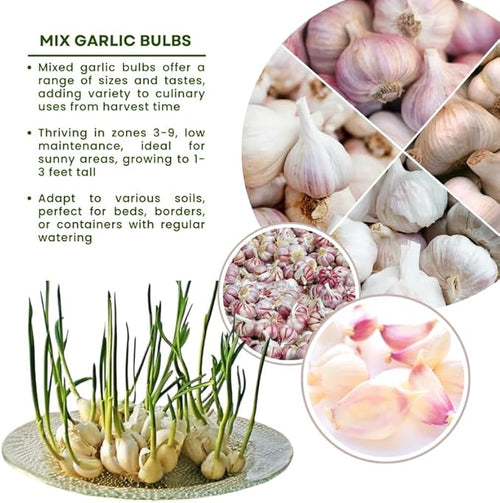 1 Pound Random Hardneck Garlic Bulbs for Planting, Fresh High-Yield Hardy Garlic for Garden or Container Growing
