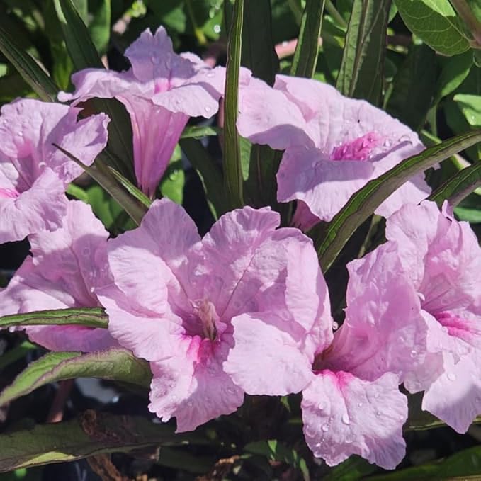 Set 6 Mix Random Mexican Petunia Plants Live, Perennial Outdoor Growing, Startrer Size 4-6" in Tall, Long Blooming Season, Landscapes, Borders, Ground Cover