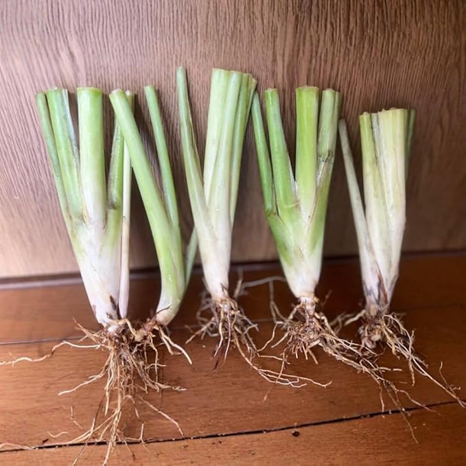 Lemongrass Live Plants, Lemongrass Plants Live, Lemon Grass Live Plant, Well Rooted Lemongrass Herb Seedling for Outdoor Growing, 4 to 6 Inches Tall (Set 5)