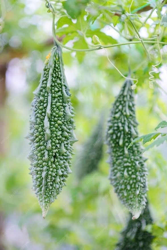 40 Bitter Gourd Seeds for Planting, High-Germination Indian Bitter Melon, Non-GMO Seeds for Home & Garden, Ideal for Outdoor Growing