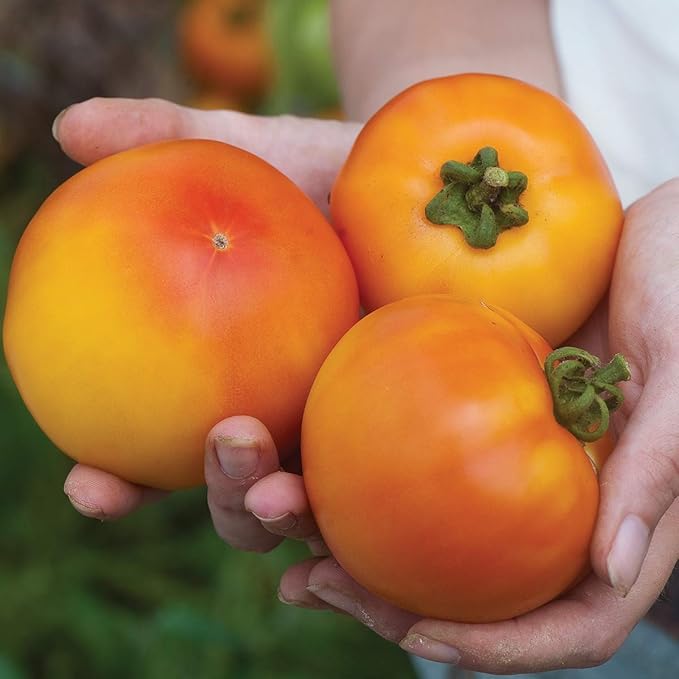 Burpee Tye-Dye Hybrid Tomato Seeds 15 seeds