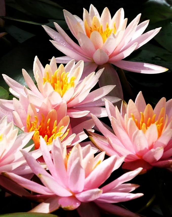 30 PCS Bowl Lotus Seeds Bonsai Lotus Seeds for Planting Water Lily Pink Purple Red Flower Aquatic Plants Seed Pond Plants Non GMO Home Garden Flowering