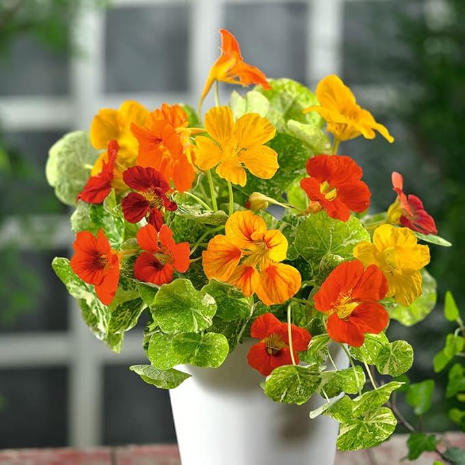 Eden Brothers Nasturtium Seeds - Alaska Mix Non-GMO Seeds for Planting, 1/4 Pound | Low-Maintenance Flower Seeds, Plant During Spring Season, Zones 1, 10, 2, 3, 4, 5, 6, 7, 8, 9