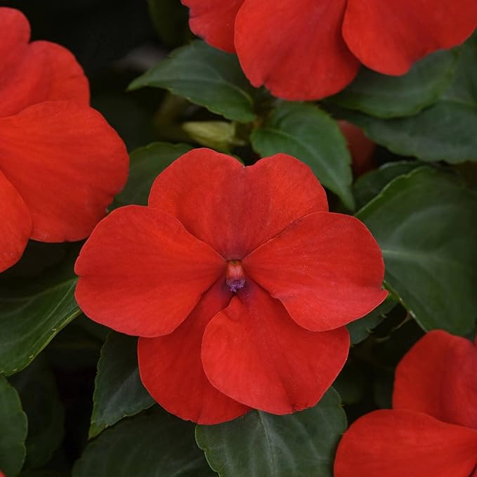 Outsidepride Beacon Red Bright Impatiens Flower Seeds - 75 Pcs Annual, Compact & Pollinator Friendly, Impatiens Seeds for Planting w/Vibrant, Abundant Blooms for Shade Gardens & Container Displays